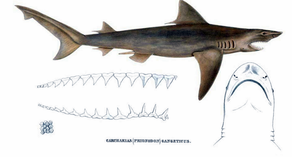 Encontraron el último refugio del tiburón del Ganges, una de las especies más amenazadas del mundo